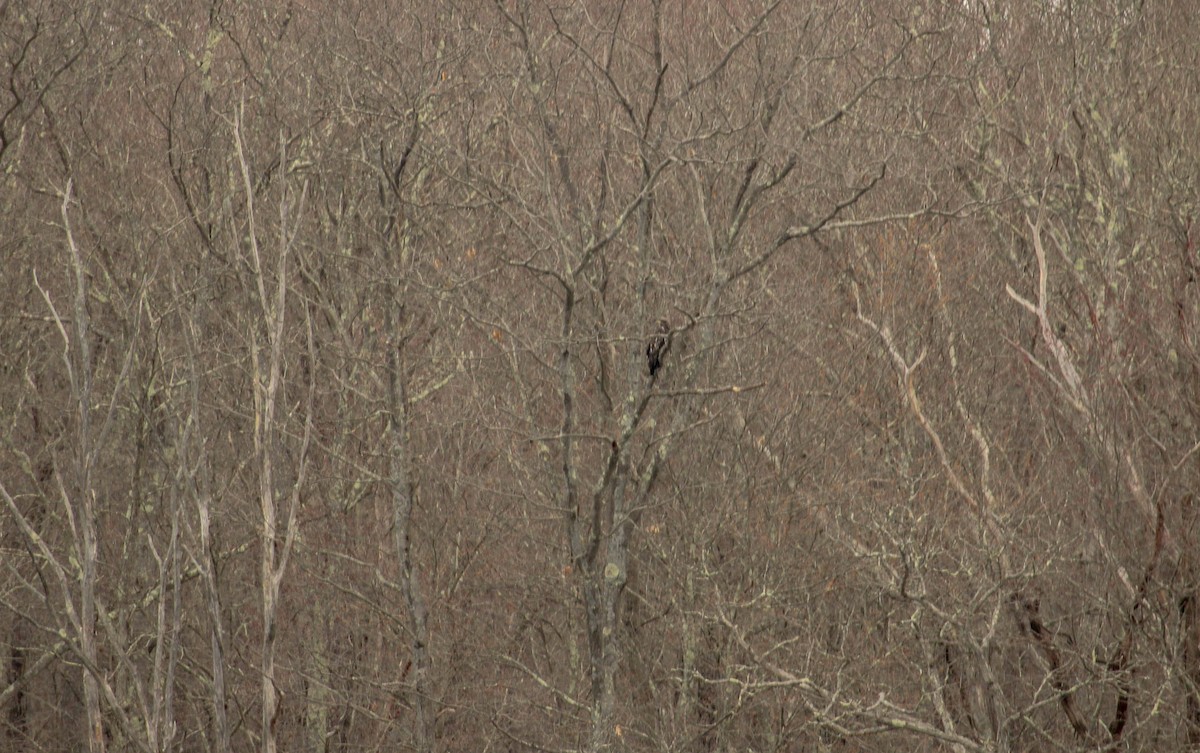 Bald Eagle - ML642149156