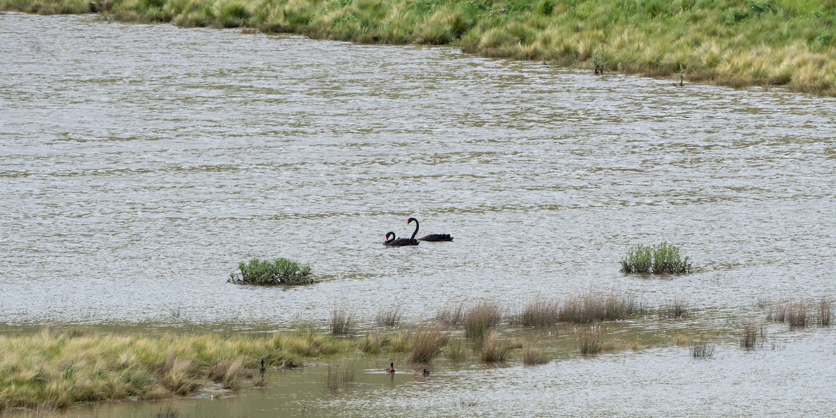 Cigno nero - ML642149159