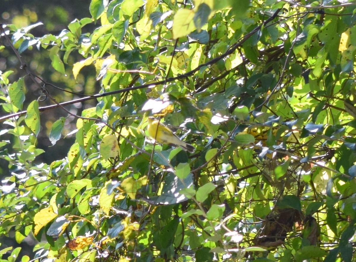 Magnolia Warbler - ML642149163