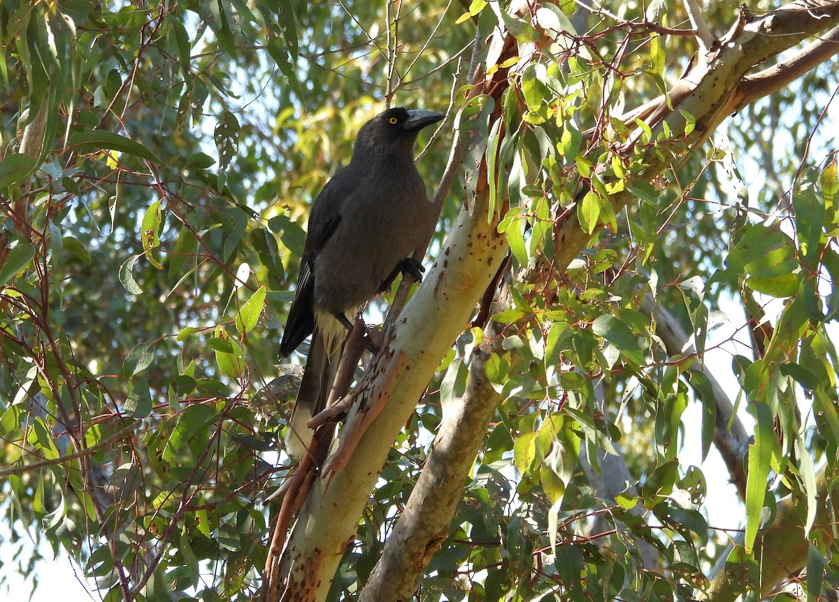 Gray Currawong - ML642149169