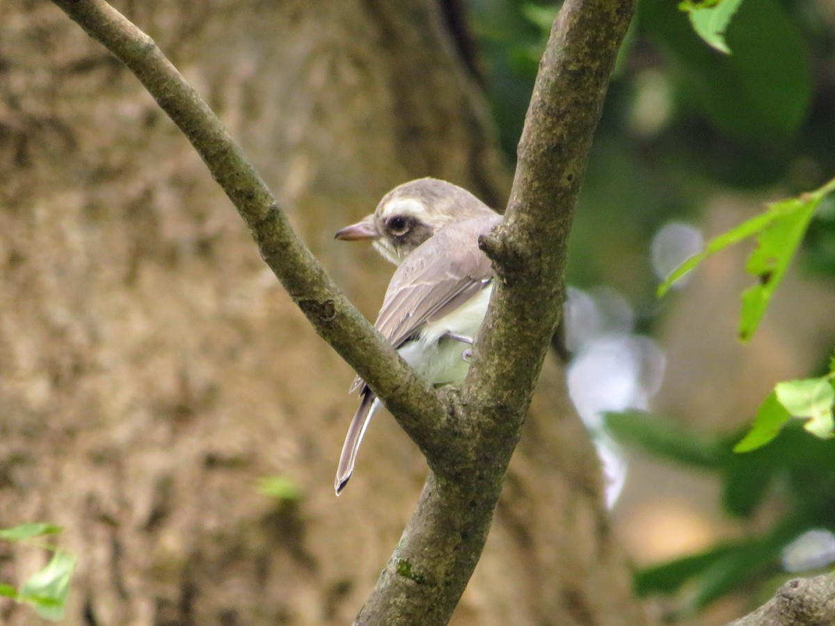 Common Woodshrike - ML642149172