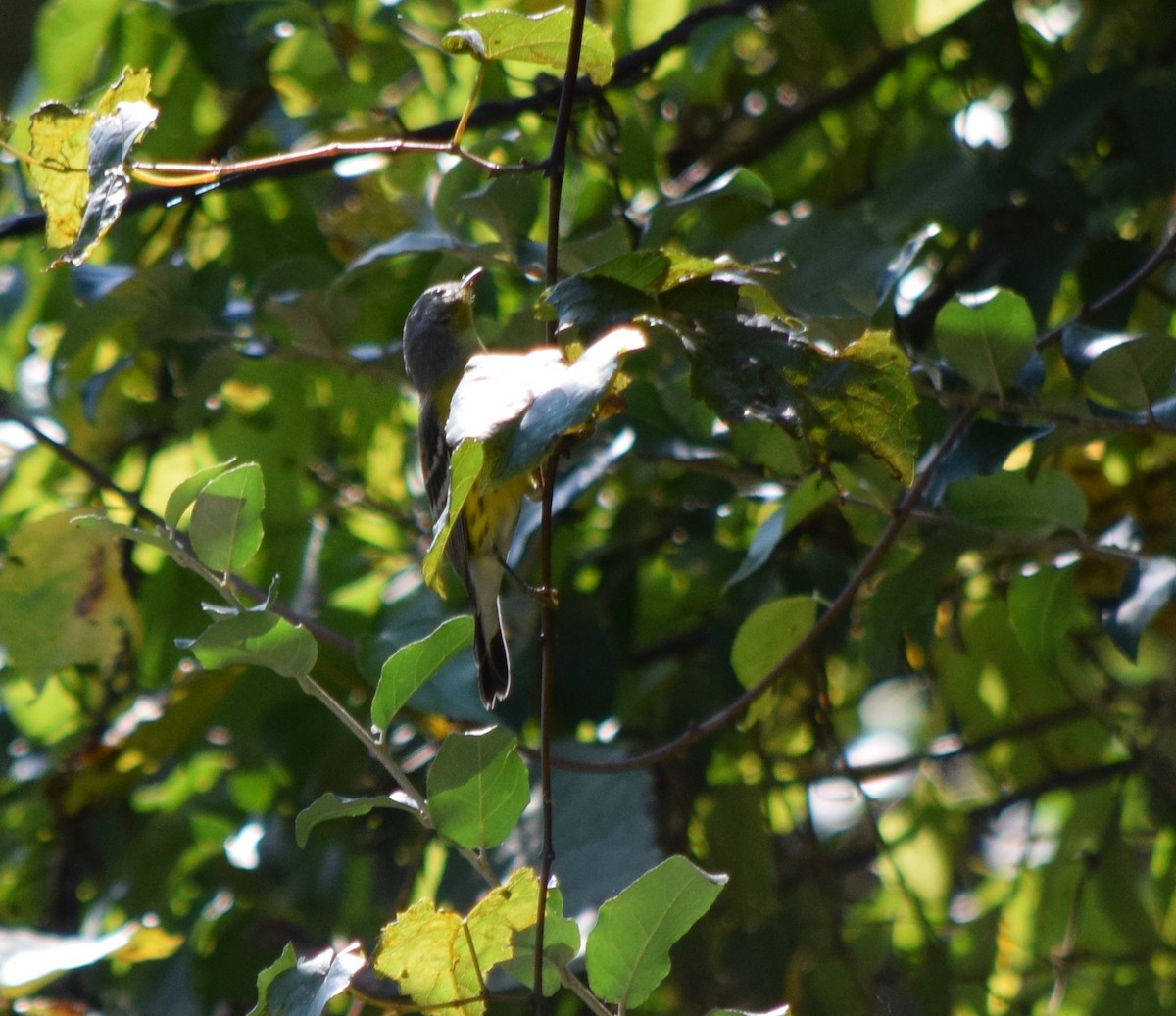 Magnolia Warbler - ML642149180