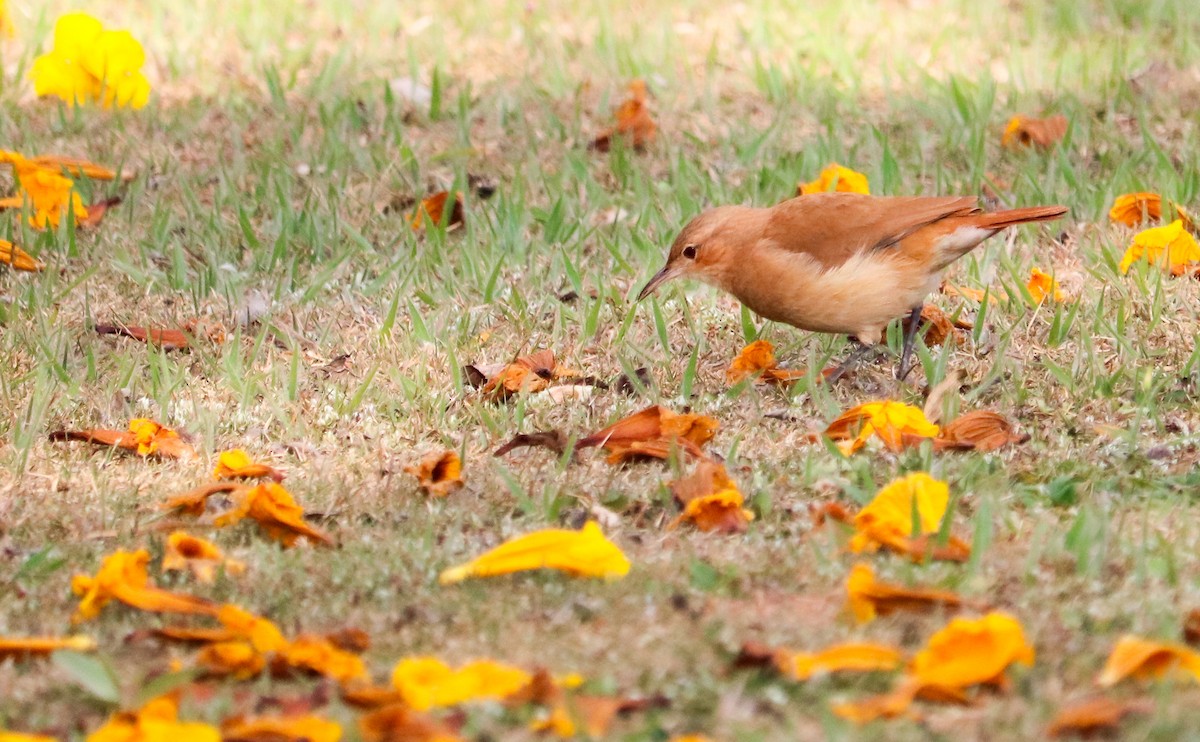 Rufous Hornero - ML642149181