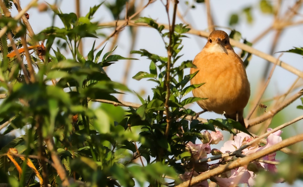 Rufous Hornero - ML642149182