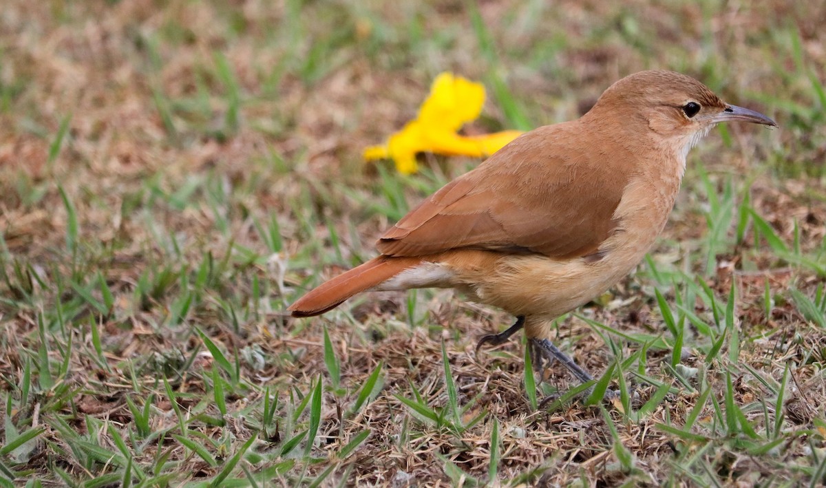 Rufous Hornero - ML642149183