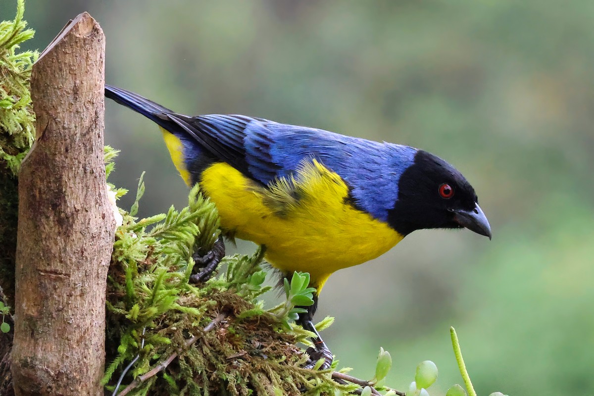 Hooded Mountain Tanager - ML642149187