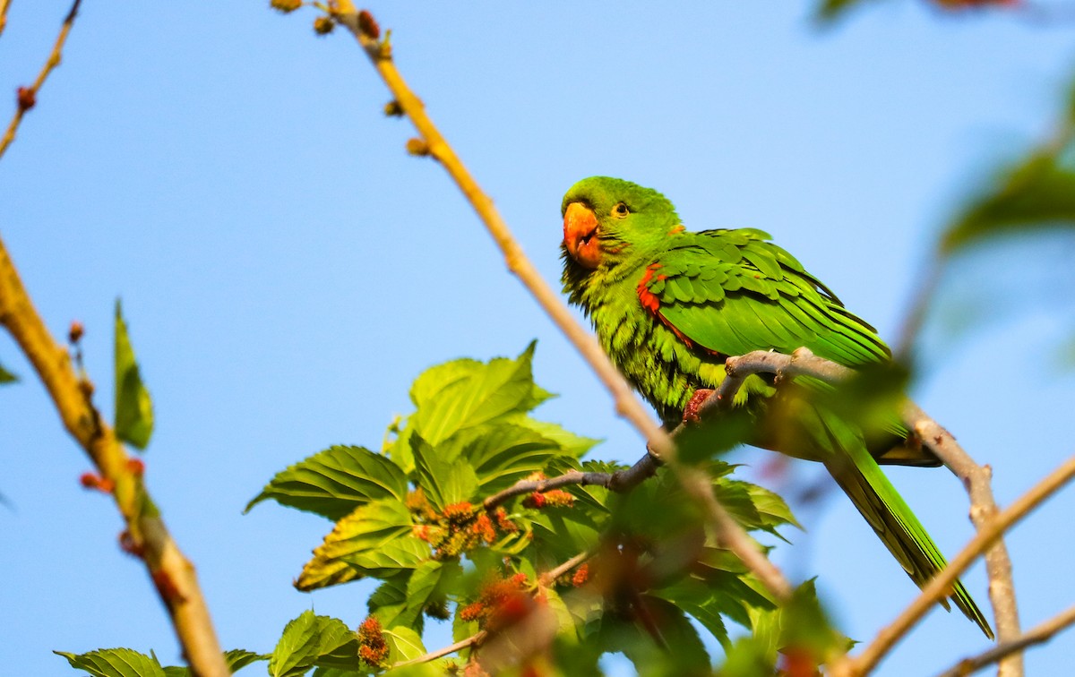 White-eyed Parakeet - ML642149234