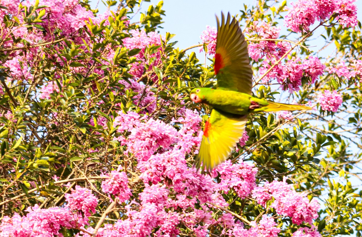 White-eyed Parakeet - ML642149236