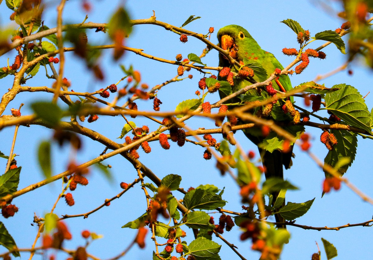 White-eyed Parakeet - ML642149237