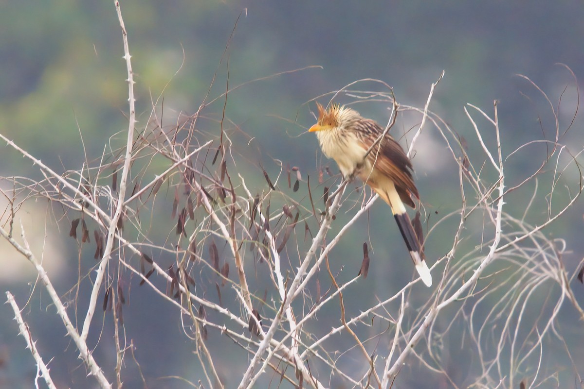 Guira Cuckoo - ML642149251