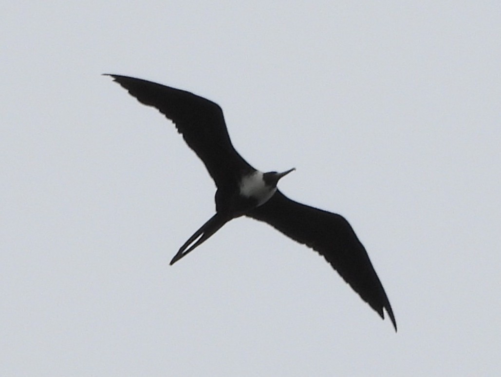 Magnificent Frigatebird - ML642149264