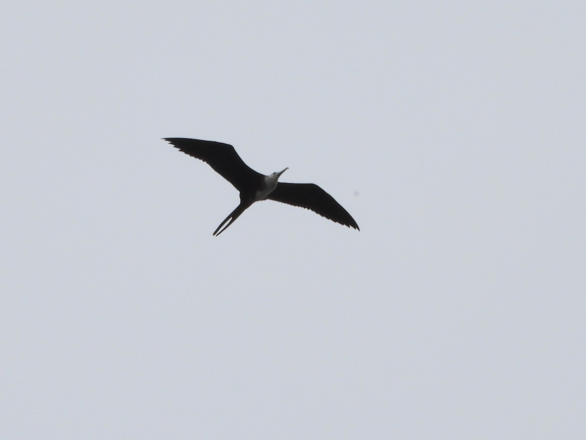 Magnificent Frigatebird - ML642149275