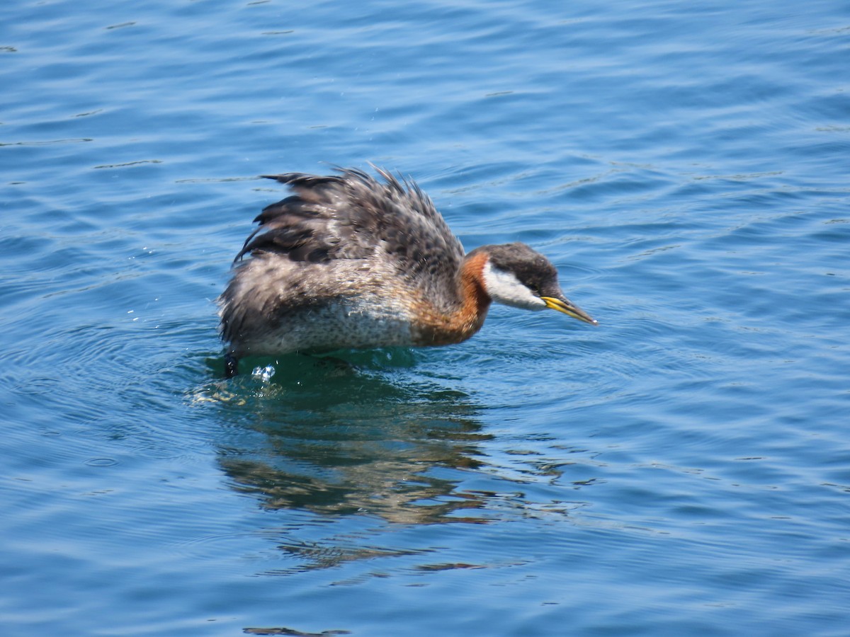 Red-necked Grebe - ML642149293