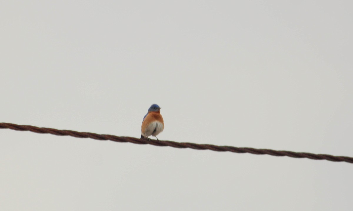 Eastern Bluebird - ML642149304