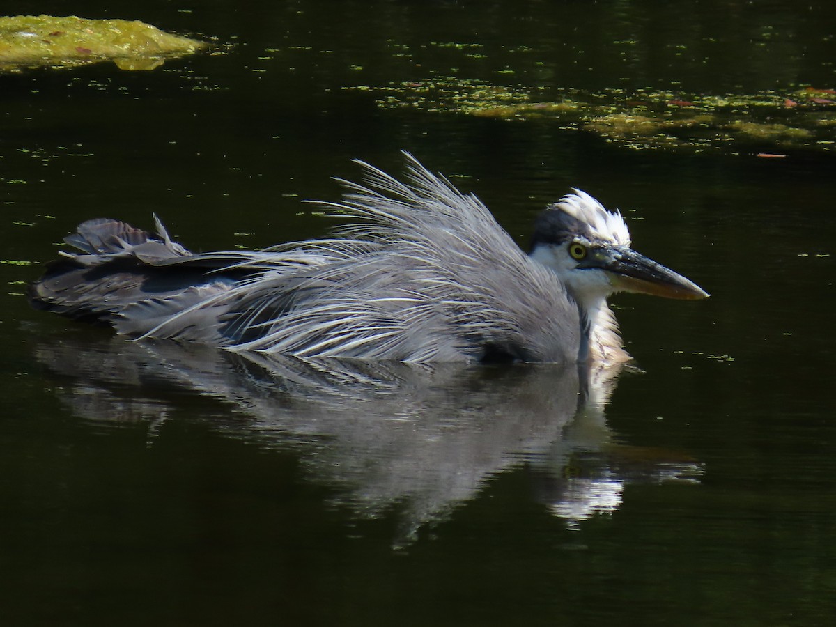 Garza Azulada - ML642149306