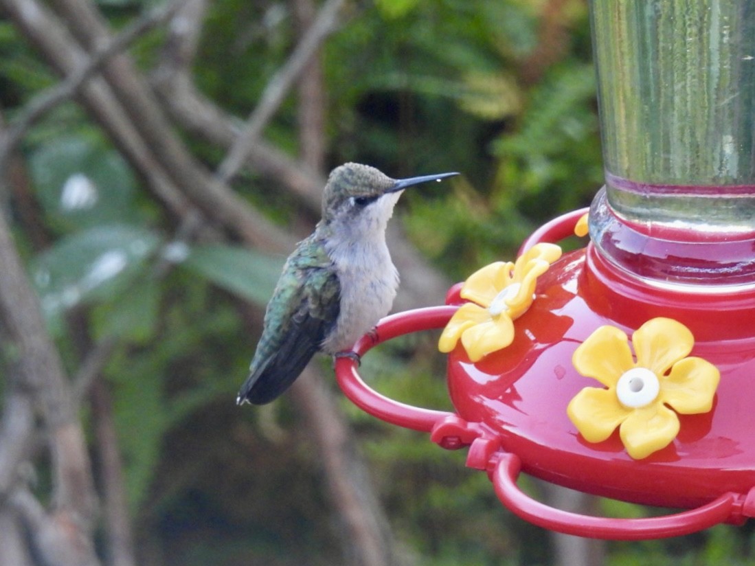 Colibrí Gorjirrubí - ML642149307