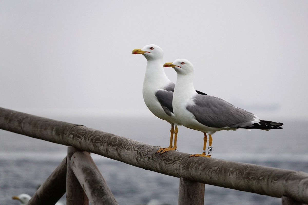 Gaviota Patiamarilla - ML642149310