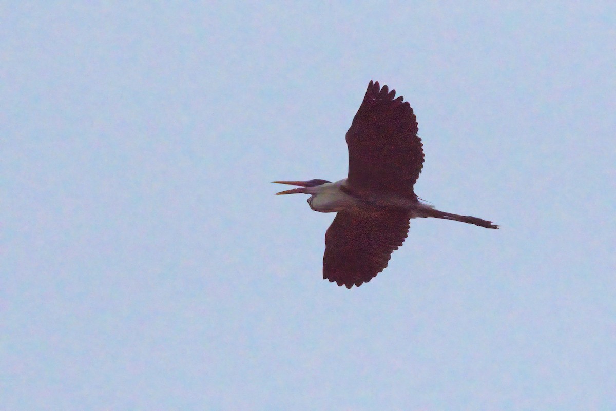Garza Cuca - ML642149311