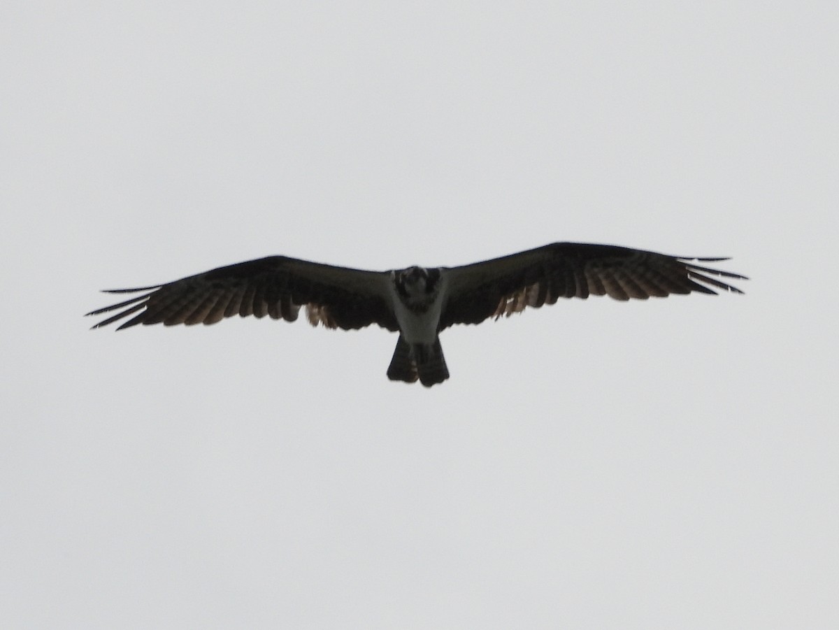Águila Pescadora - ML642149315