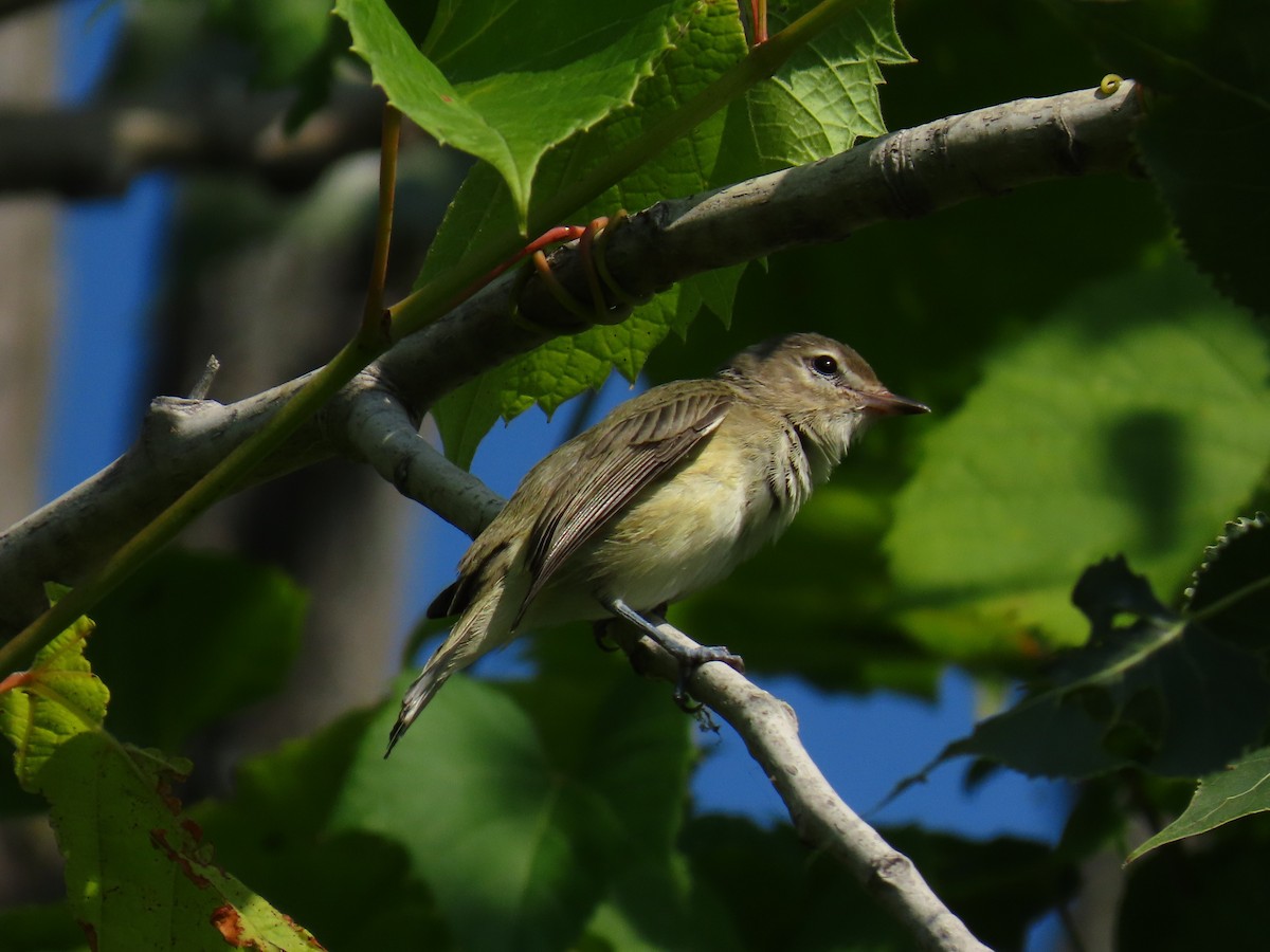 Vireo Gorjeador - ML642149333