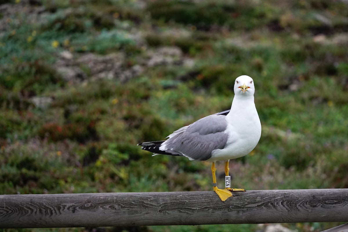 Mittelmeermöwe - ML642149337