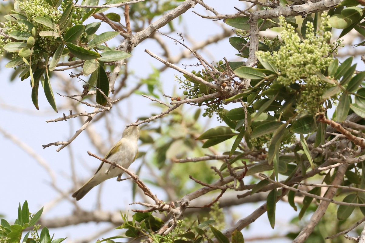 Berglaubsänger - ML642149397