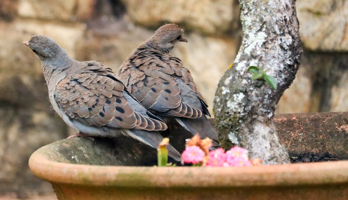 Pale-vented Pigeon - ML642149430