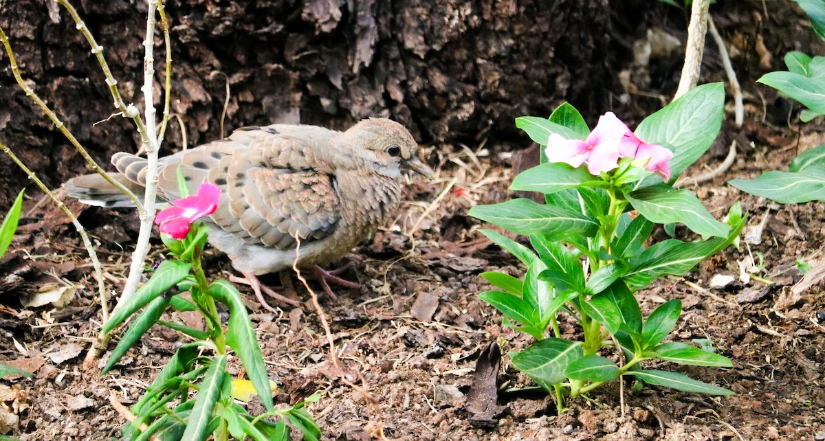 Pale-vented Pigeon - ML642149431