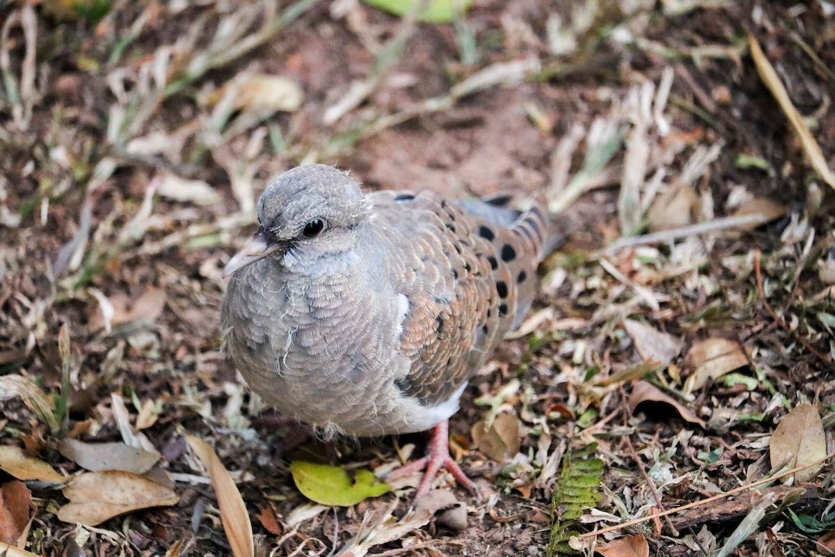 Pale-vented Pigeon - ML642149433