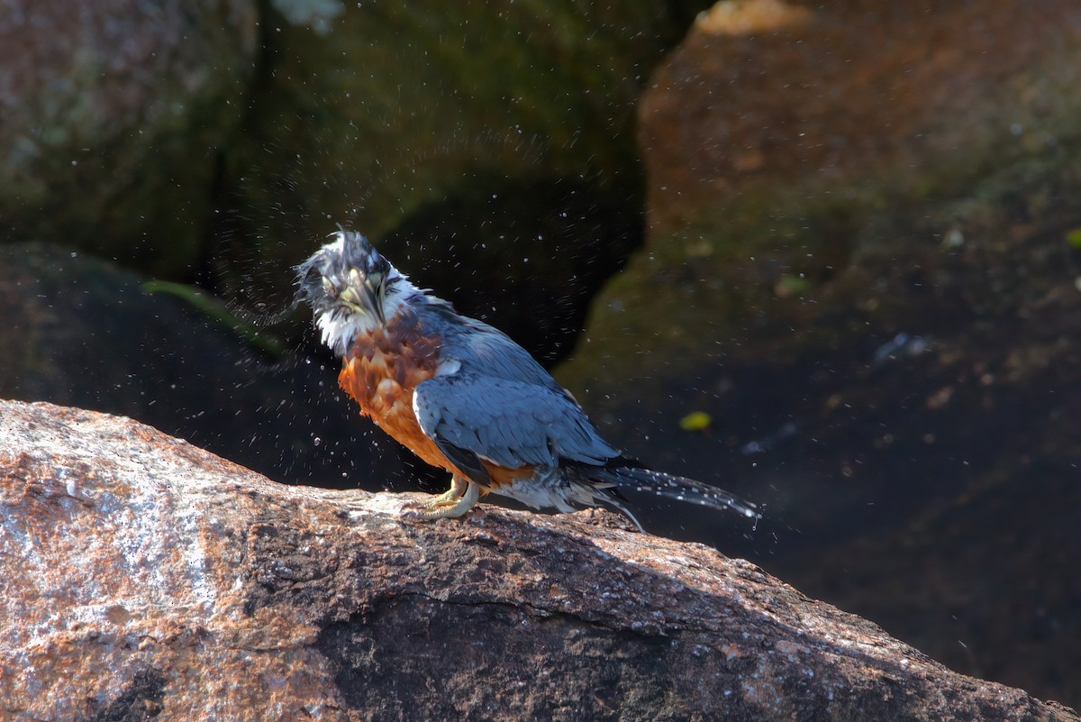 Ringed Kingfisher - ML642149450