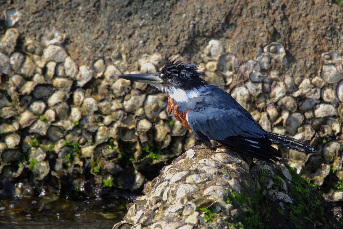 Ringed Kingfisher - ML642149451