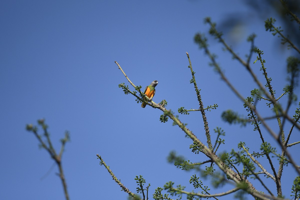 Senegal Parrot - ML642149452