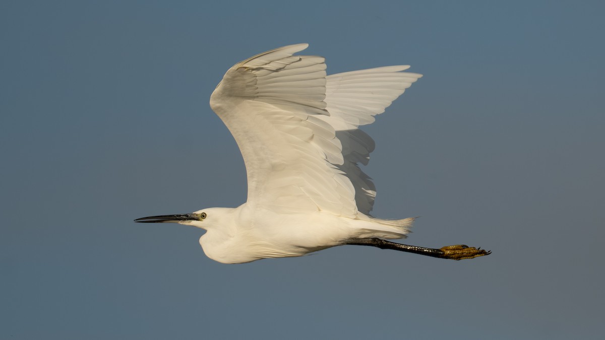 Little Egret - ML642149458