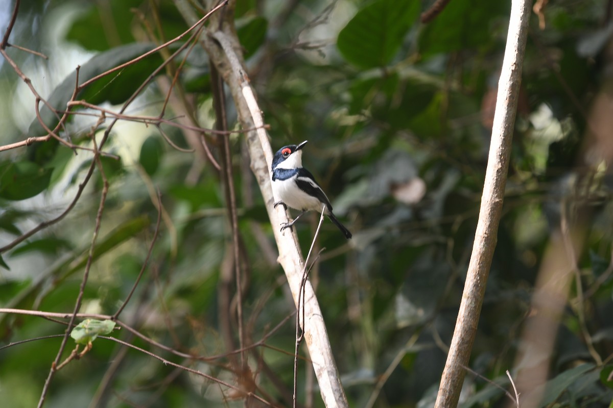 Brown-throated Wattle-eye - ML642149469