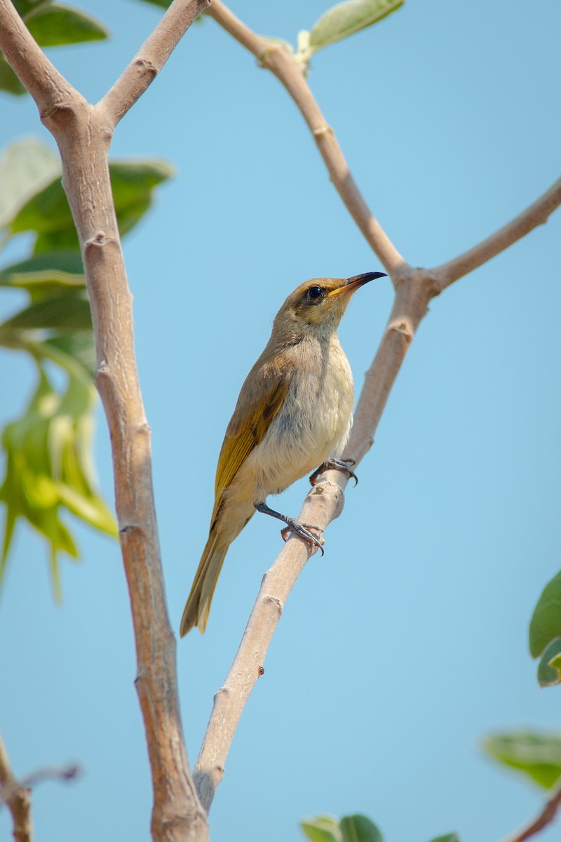 Brown Honeyeater - ML642149520