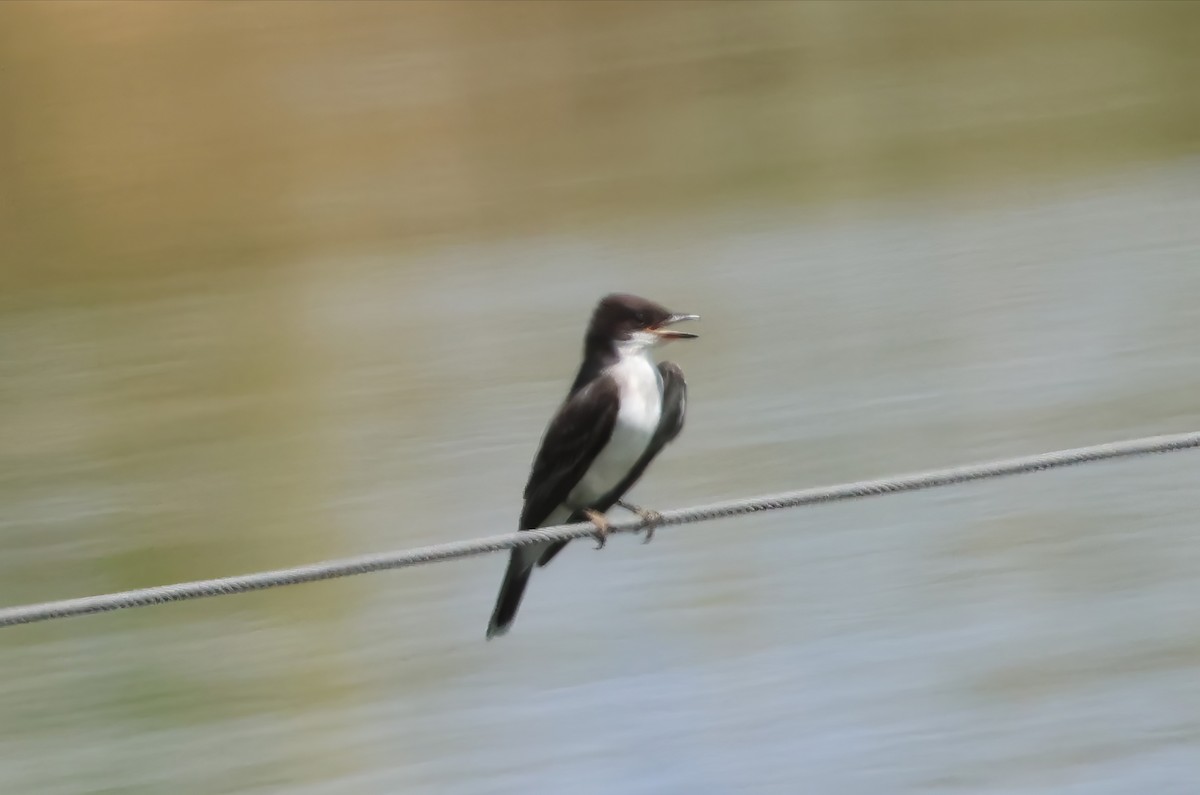 Eastern Kingbird - ML642149525