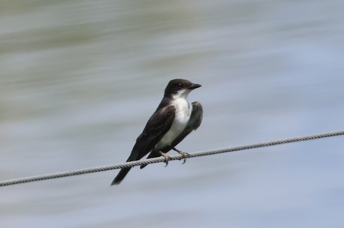 Eastern Kingbird - ML642149526