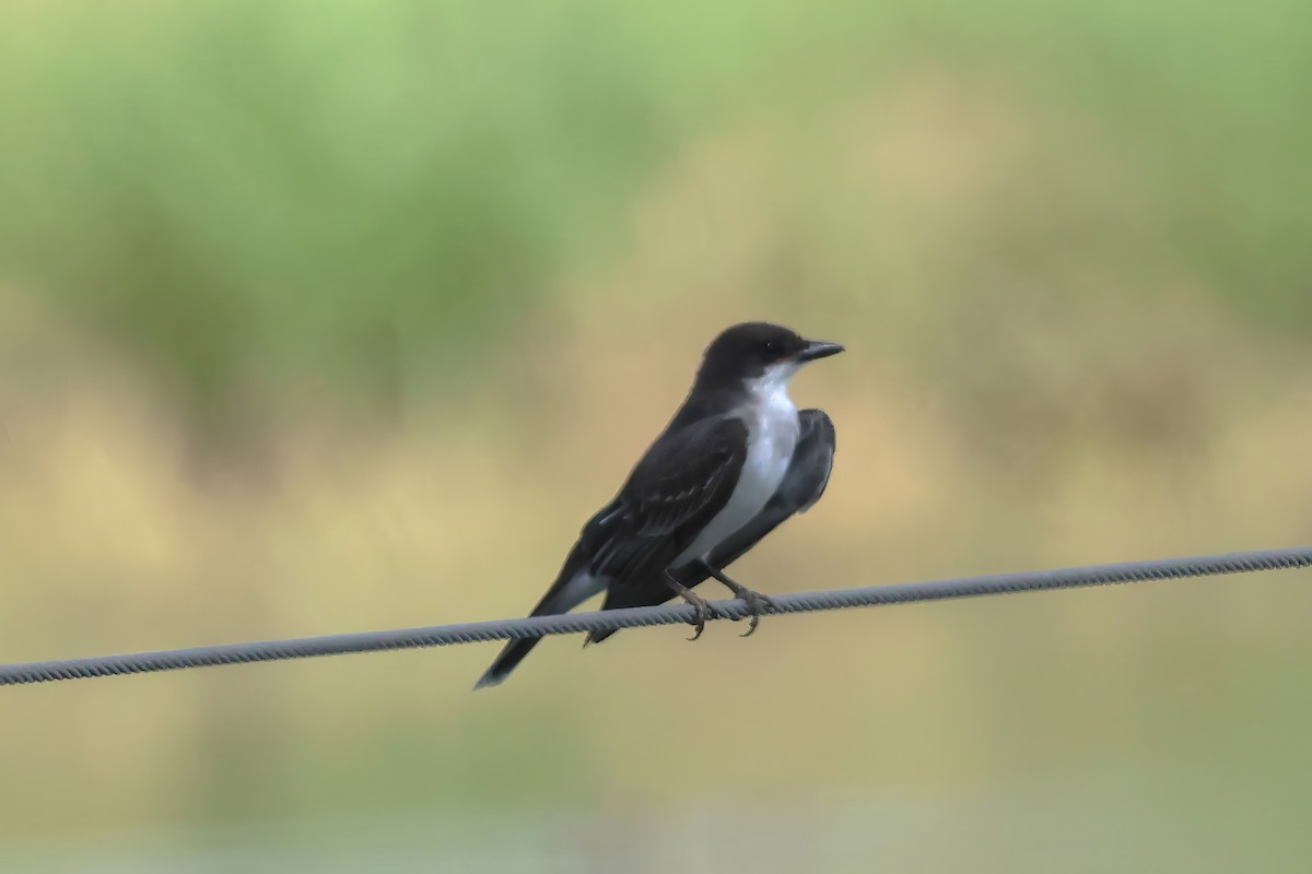 Eastern Kingbird - ML642149527