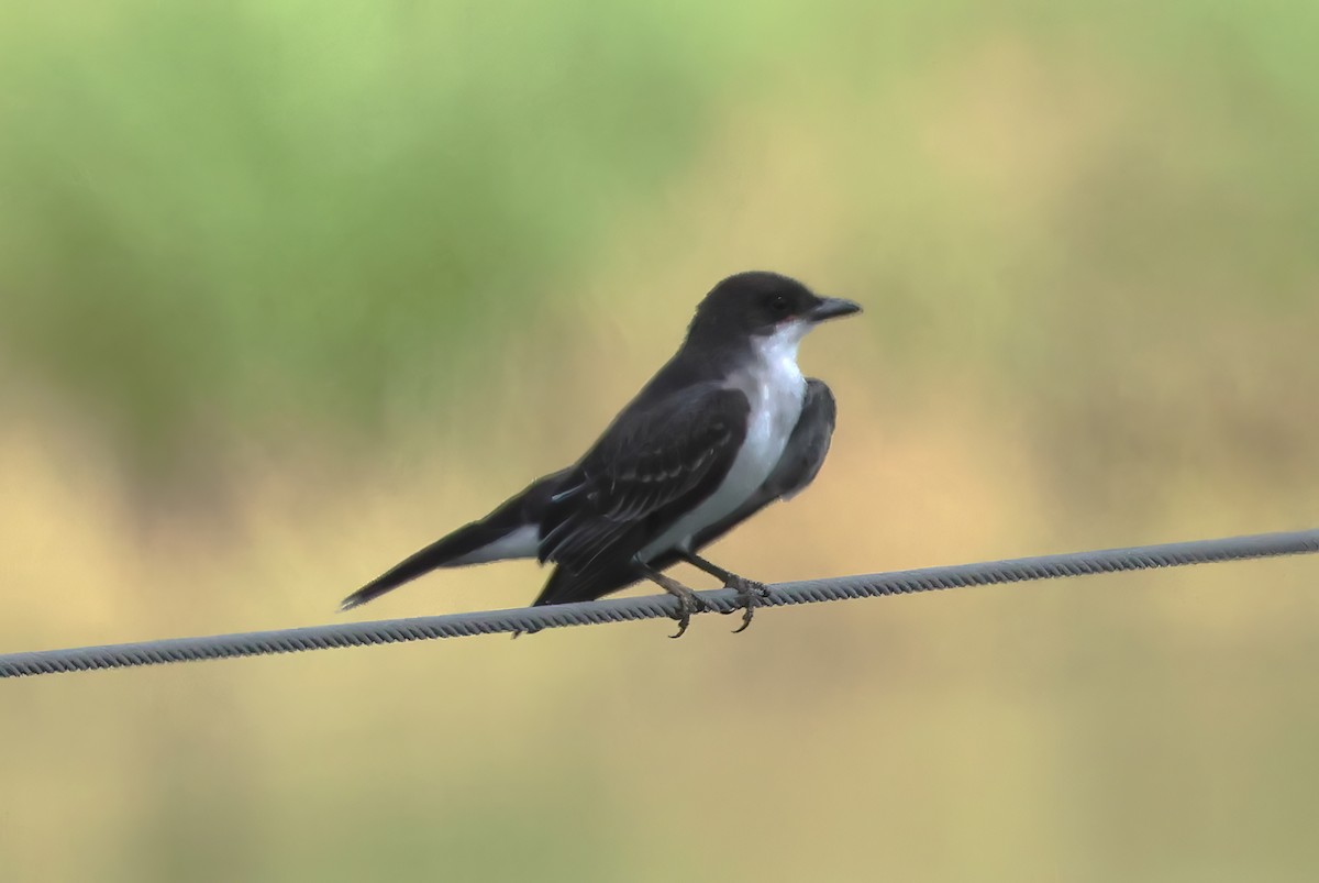 Eastern Kingbird - ML642149528