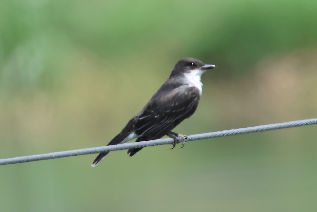 Eastern Kingbird - ML642149534