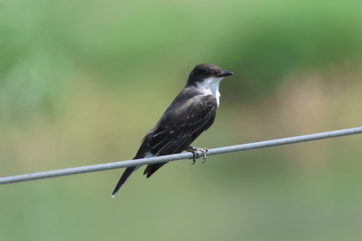 Eastern Kingbird - ML642149536