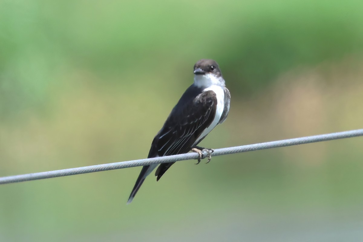 Eastern Kingbird - ML642149537