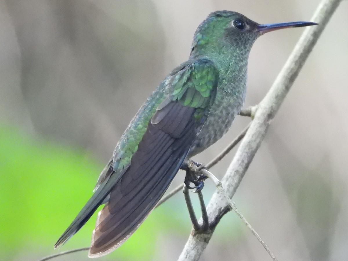 Scaly-breasted Hummingbird - ML642149554