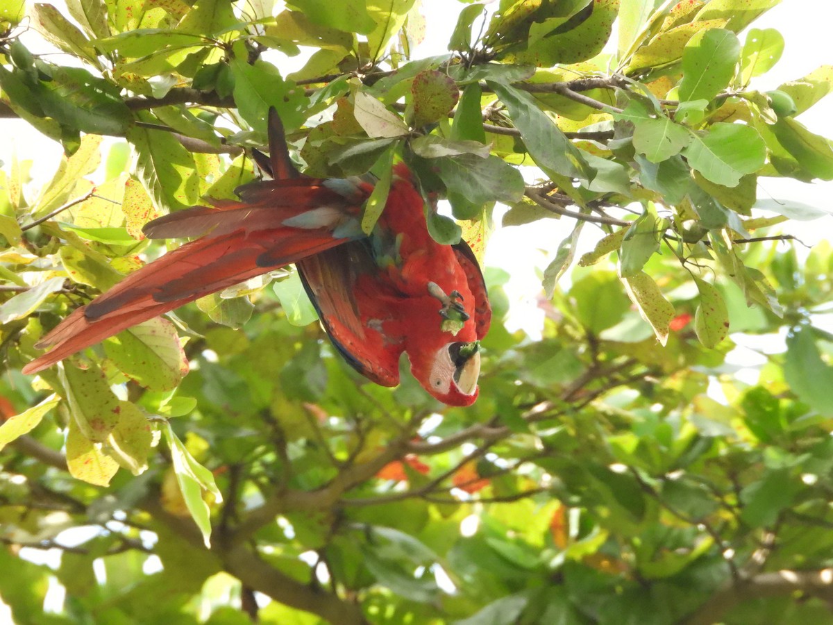 Scarlet Macaw - ML642149566