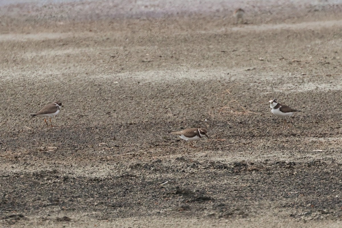 Semipalmated Plover - ML642149567