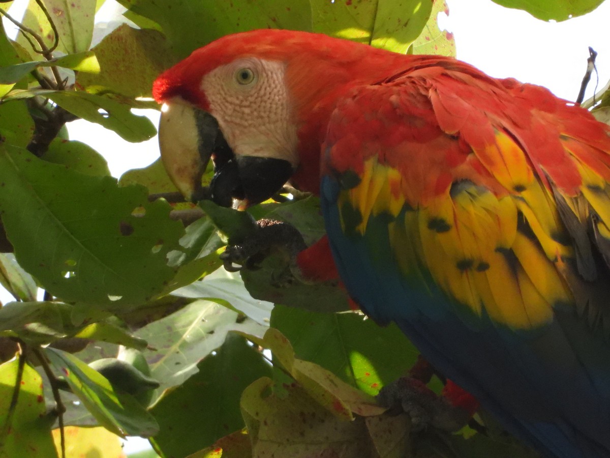 Scarlet Macaw - ML642149572