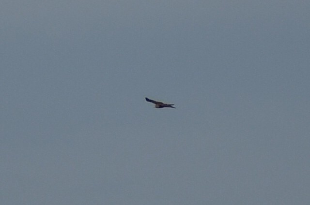 Red Kite - ML642149616