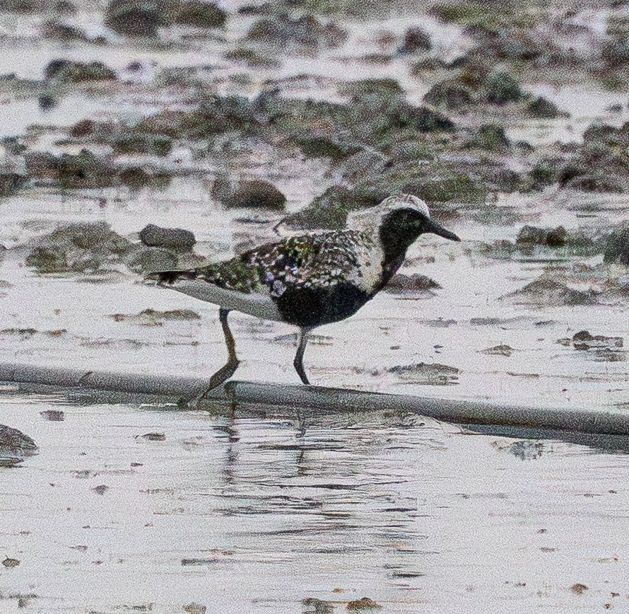 Black-bellied Plover - ML642149671