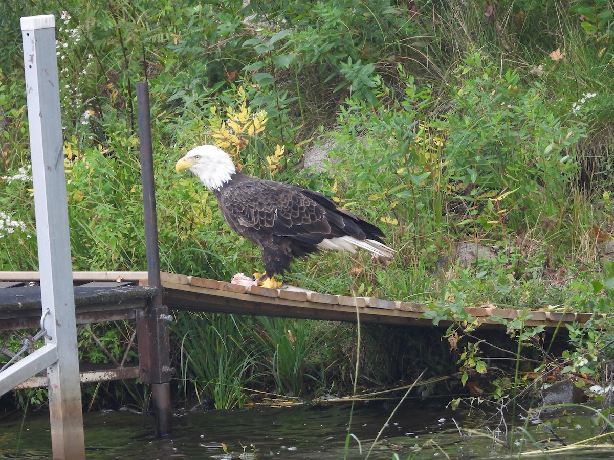 Bald Eagle - ML642149683