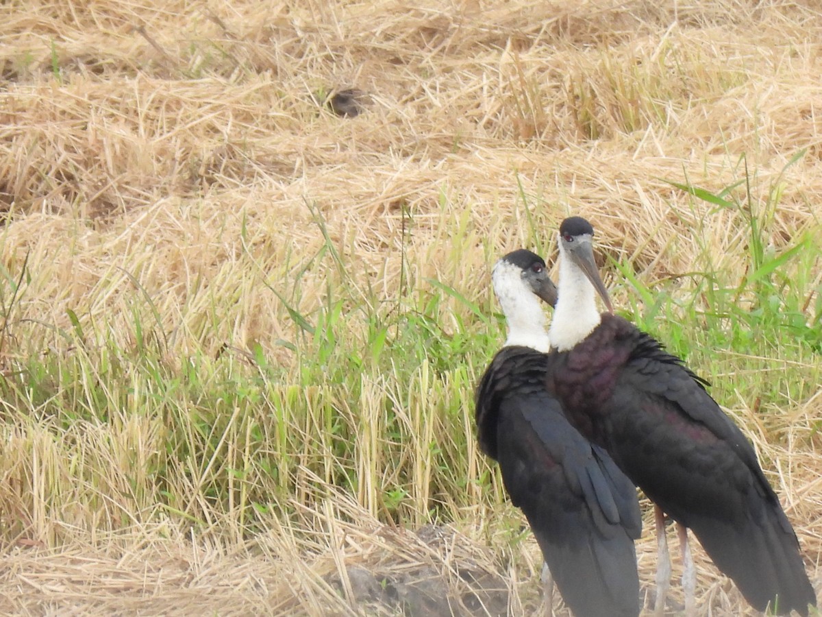 Asian Woolly-necked Stork - ML642149719